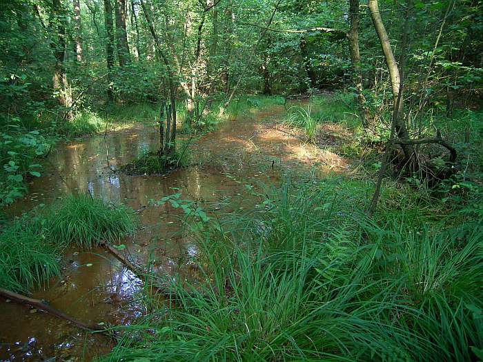 Lokation: Schluchter Heide Kategorien: Vegetation, Bach, Datum: 03.08.2004