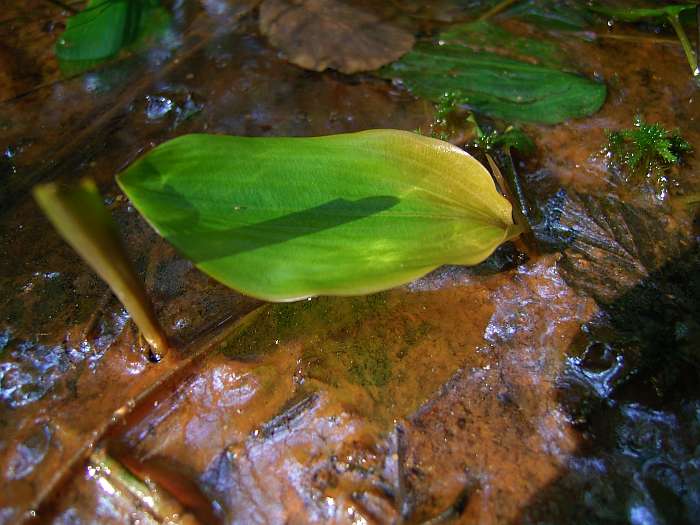 Lokation: Schluchter Heide Kategorien: Habitus, Bach, Datum: 03.08.2004