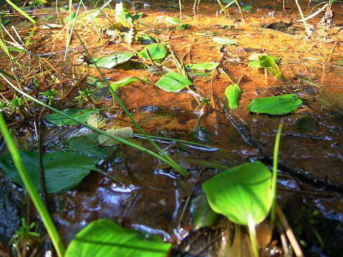 Lokation: Schluchter Heide Kategorien: Vegetation, Bach, Datum: 03.08.2004