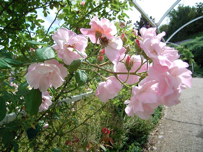 Lokation: Normandie Kategorien: Garten, Datum: 12.08.2004