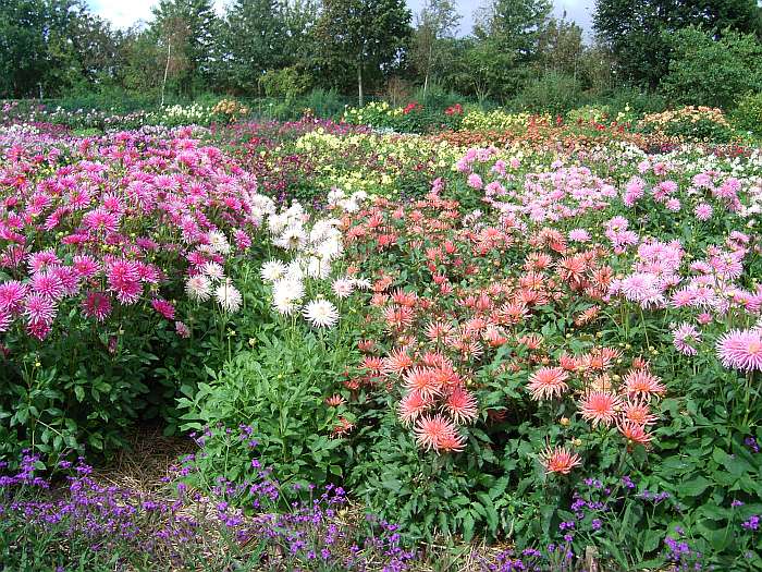 Lokation: Normandie Kategorien: Garten, Datum: 12.08.2004