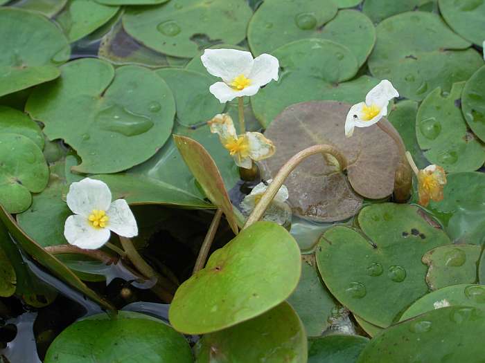 Lokation: Normandie Kategorien: Habitus, Datum: 13.08.2004